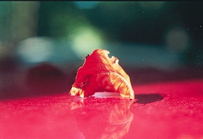 Haiku, Blattfisch, rot - Foto von Monika Jenjahn